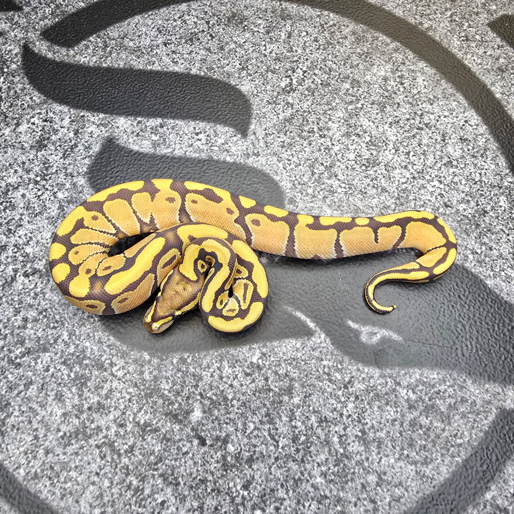 25 Enchi Hypo het DG female