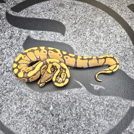 25 Enchi Hypo het DG female