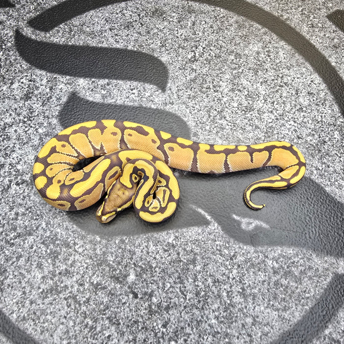 25 Enchi Hypo het DG female