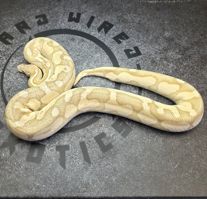 Proven Breeder Cinnamon Enchi Butter Pastel Hypo female