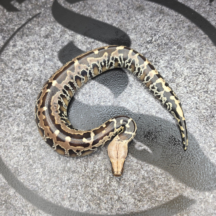 26 Chromehead Short Tail male M5