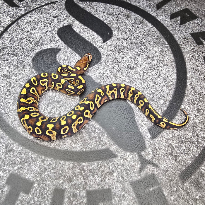 25 Trojan Trick YB het Clown het Pied female