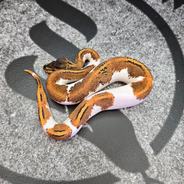 25 BH Pin YB Pied female