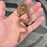 26 Children's Python 100het Black Eyed male