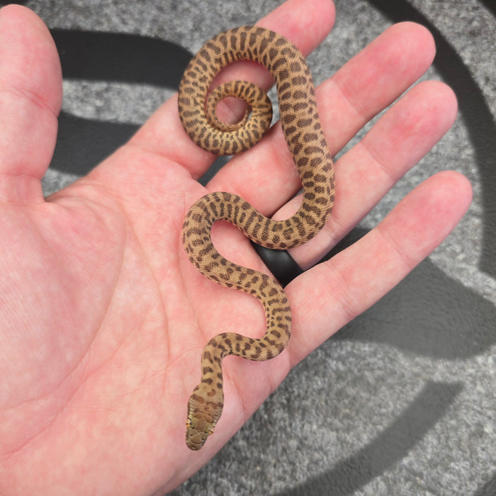 26 Children's Python 100het Black Eyed male