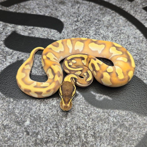 26 OD Enchi YB Mojave het Pied 50% het Hypo female