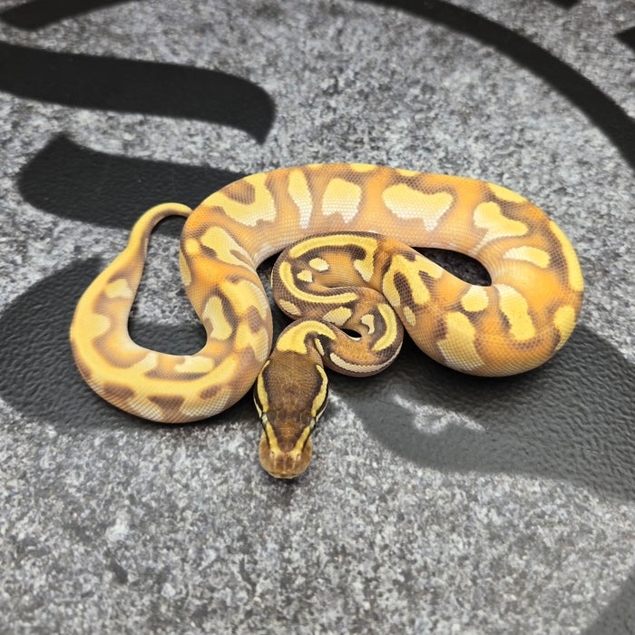 26 OD Enchi YB Mojave het Pied 50% het Hypo female