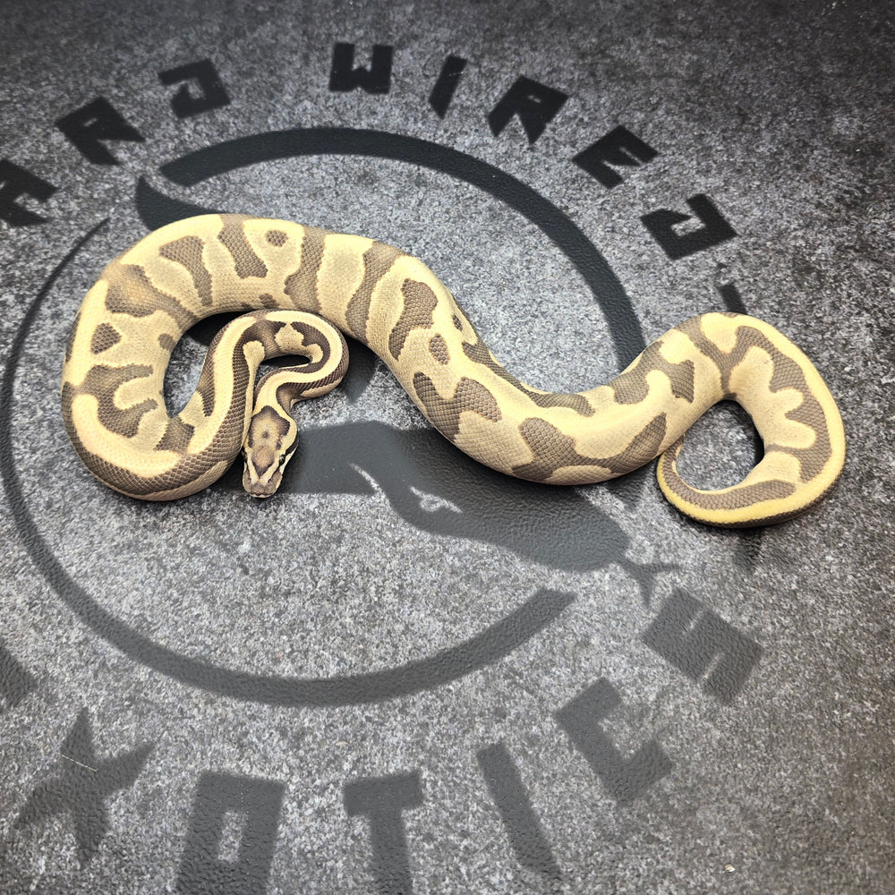 24 Leopard Vanilla Enchi pos YB DG het Hypo male