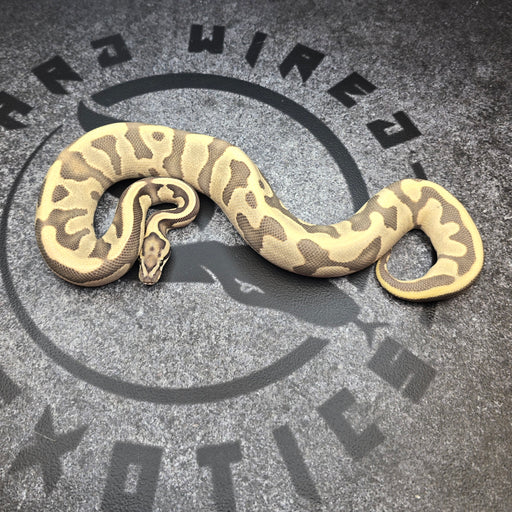 24 Leopard Vanilla Enchi pos YB DG het Hypo male