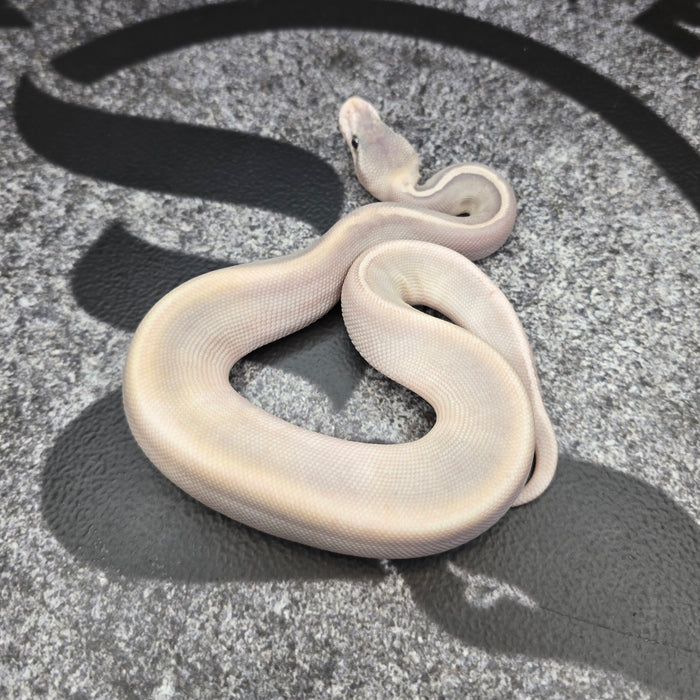 26 GHI Enchi Butter Cinnamon Chocolate Pastel Hypo 50% het Pied male