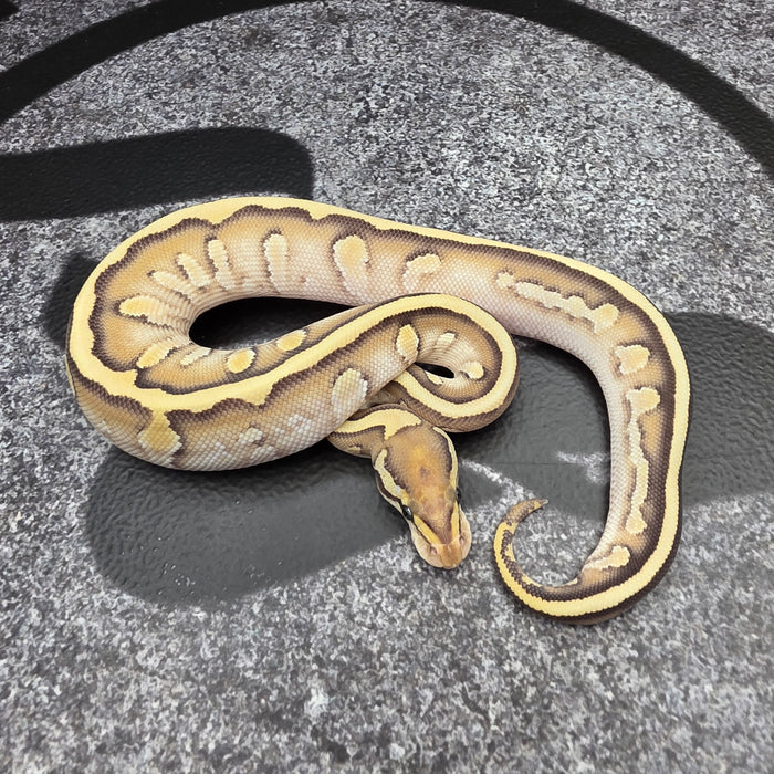 26 Jaguar BH OD Butter Fire female