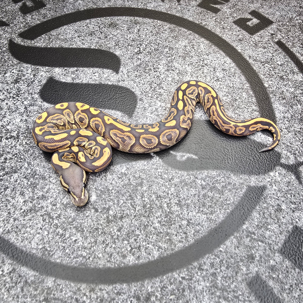 25 Black Pastel Hypo female