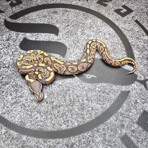 25 Black Pastel Hypo female