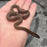 26 Pure Racerback African House Snake male