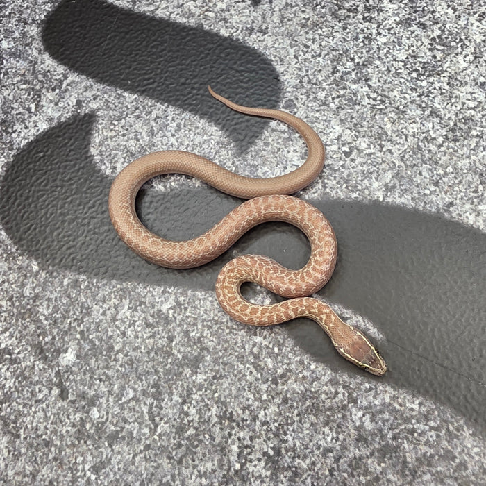 26 Hypo het Tpos African House Snake female 13F7