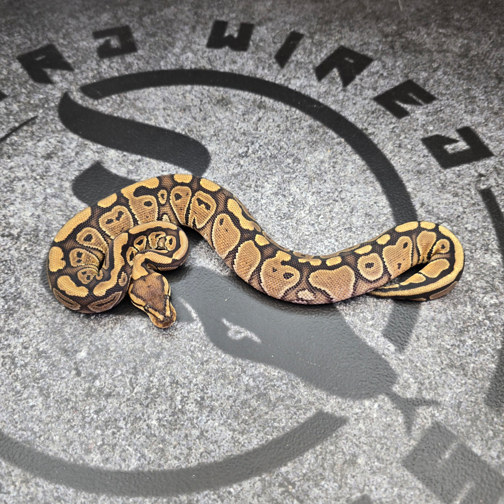 25 Red Stripe het Clown het Paint female