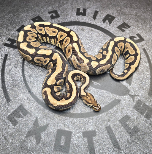 Spotnose YB probably Nova het DG female