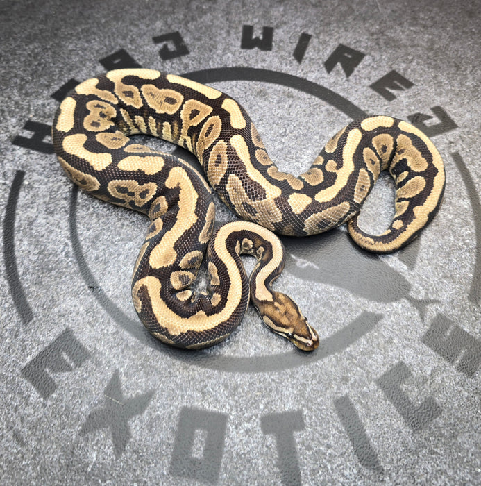 Spotnose YB probably Nova het DG female