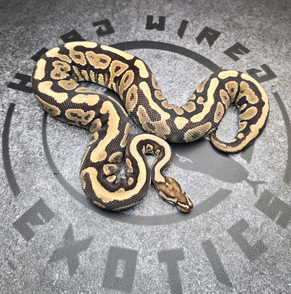 Spotnose YB probably Nova het DG female