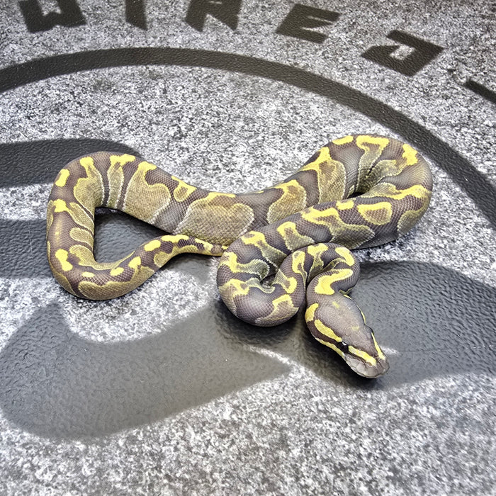 25 GHI Enchi Hypo 50% het Pied female