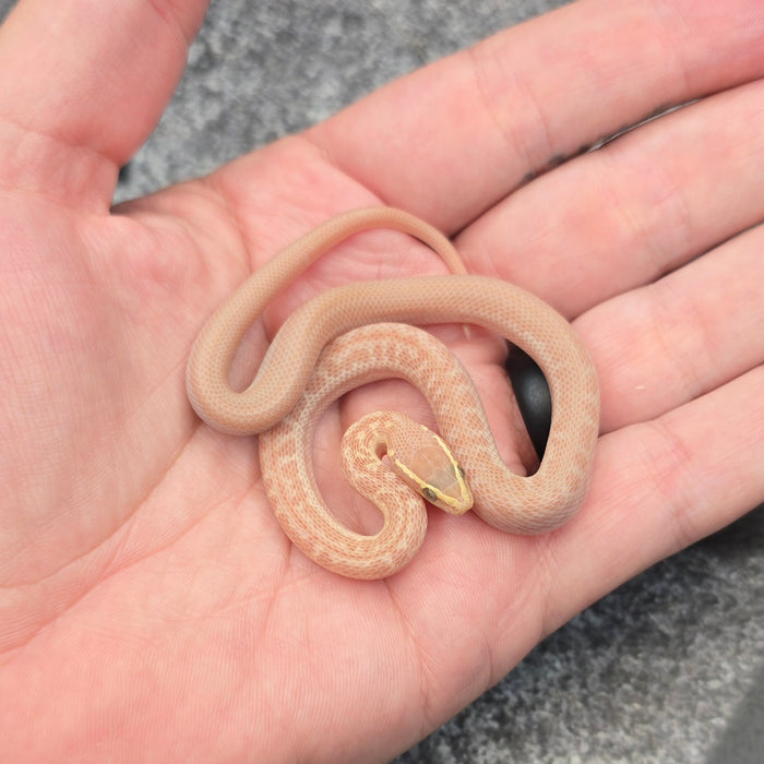 26 Hypo Tpos African House Snake female F5