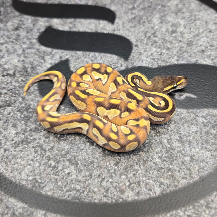 26 BH Mojave OD Enchi YB het Pied male