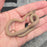 26 African House Snake Hypo het Tpos Albino female 02F8