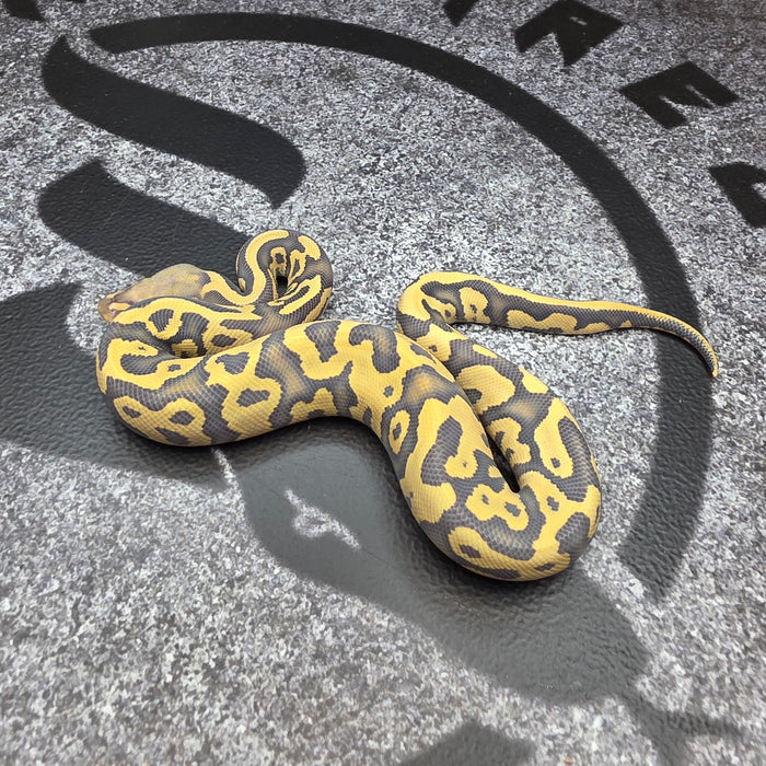 26 Vanilla Leopard YB Hypo DG female