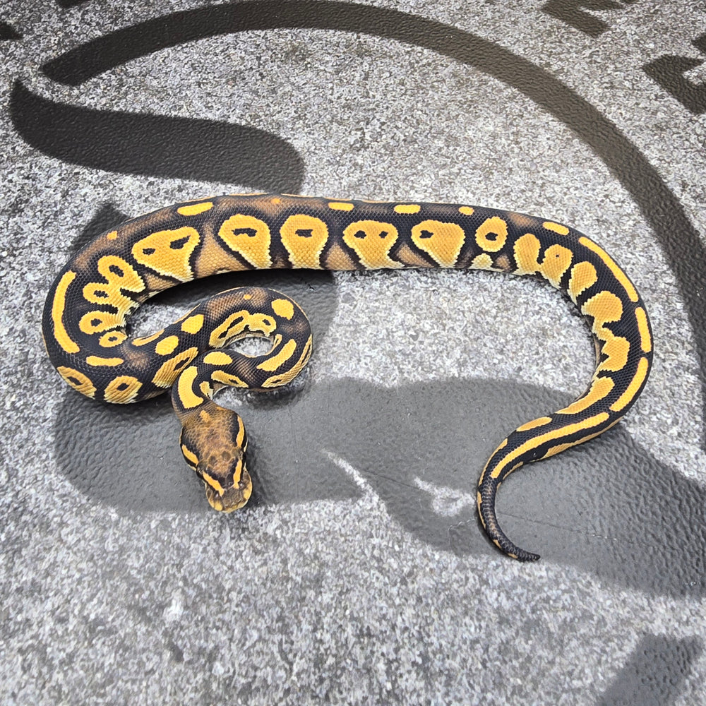 25 BH Special DG 50% het Hypo male