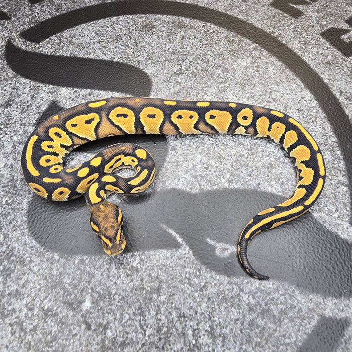 25 BH Special DG 50% het Hypo male