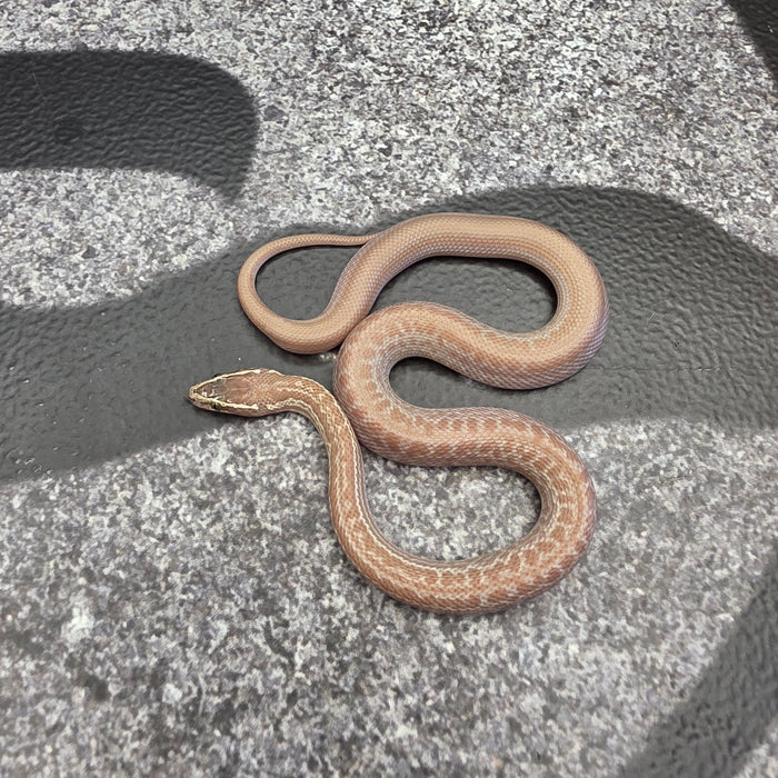 26 Hypo het Tpos Albino African House Snake female 13F6