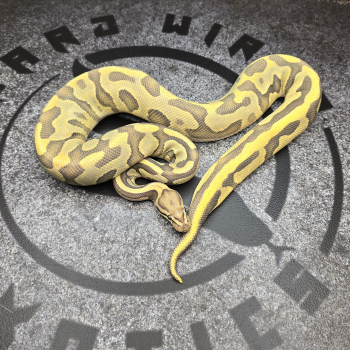 24 Leopard Vanilla YB Enchi Hypo het DG female
