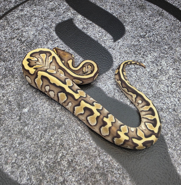 26 OD Jaguar Butter pos YB female