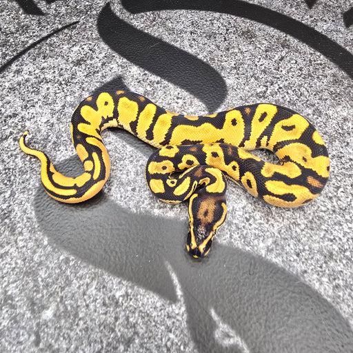 25 Super OD Scrambler Blitz het Hypo het Pied male
