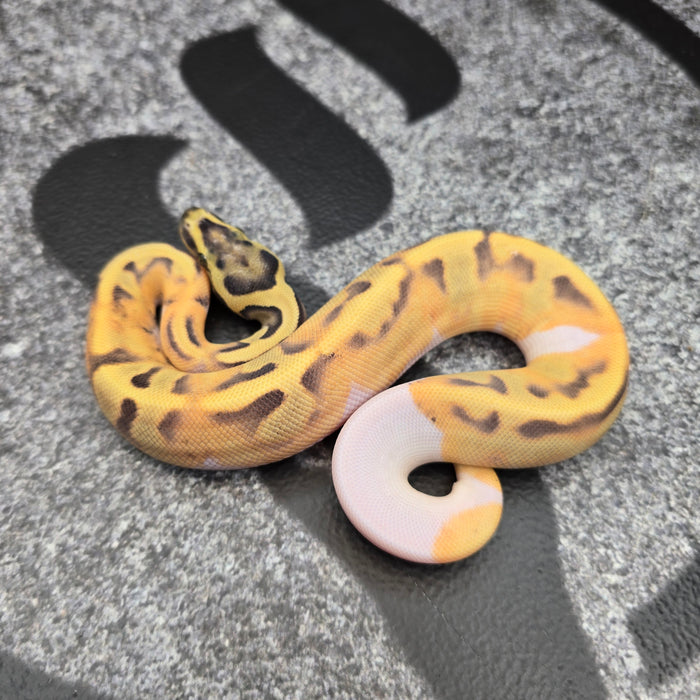 26 Fire Enchi DG Pied female