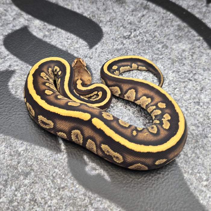 26 Fire Stranger het DG female