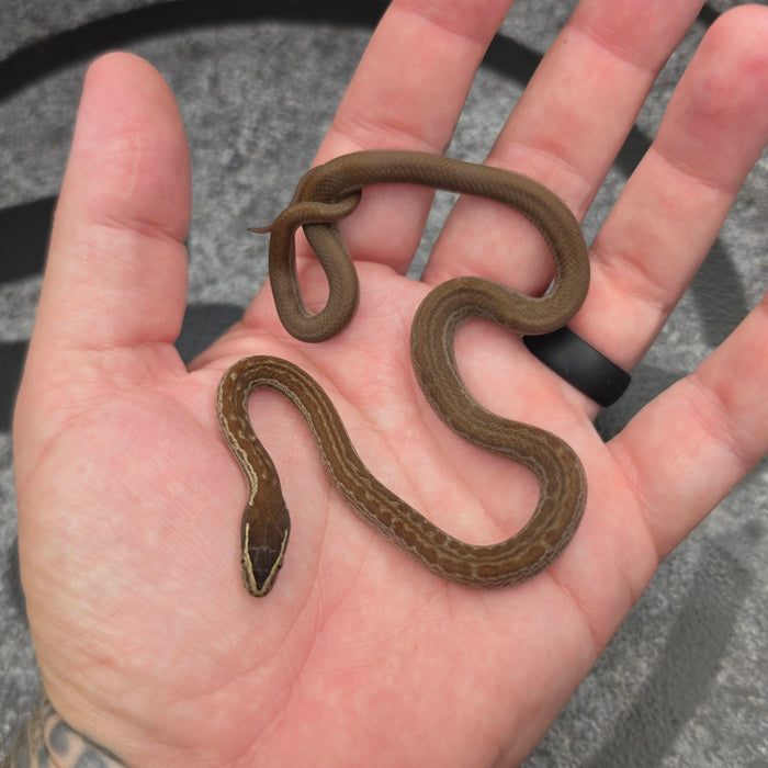 26 het Tpos het Blue Eye 50% het Hypo female 09F7