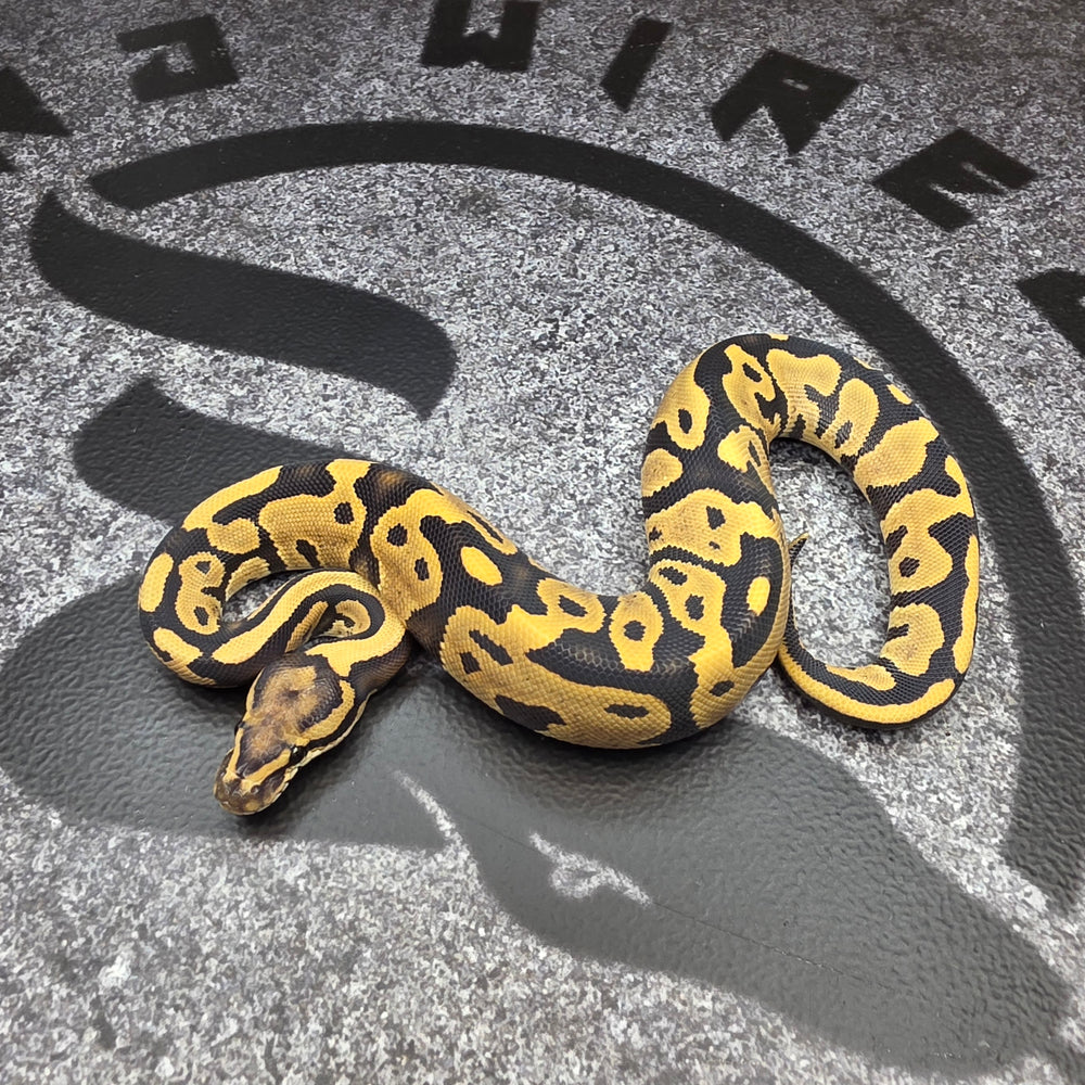 26 Vanilla Leopard DG het Hypo female