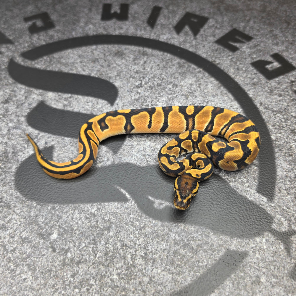 26 OD pos Scrambler het Hypo het Pied female