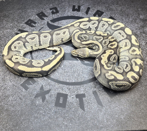 Proven Breeder Hypo het Pied female
