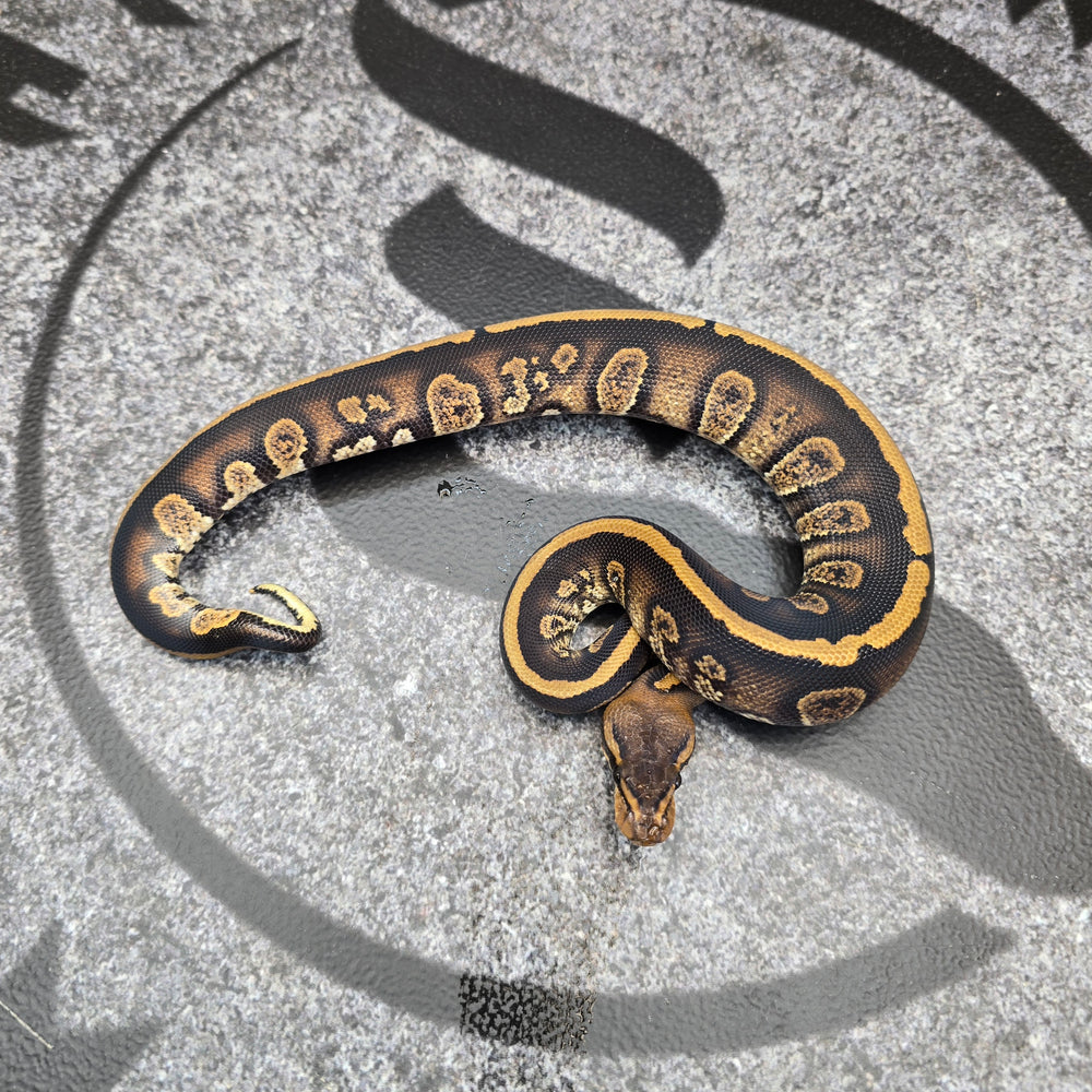 25 Stranger het DG male