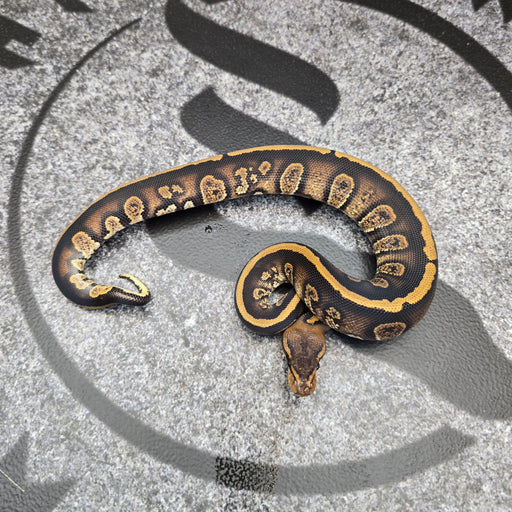 25 Stranger het DG male