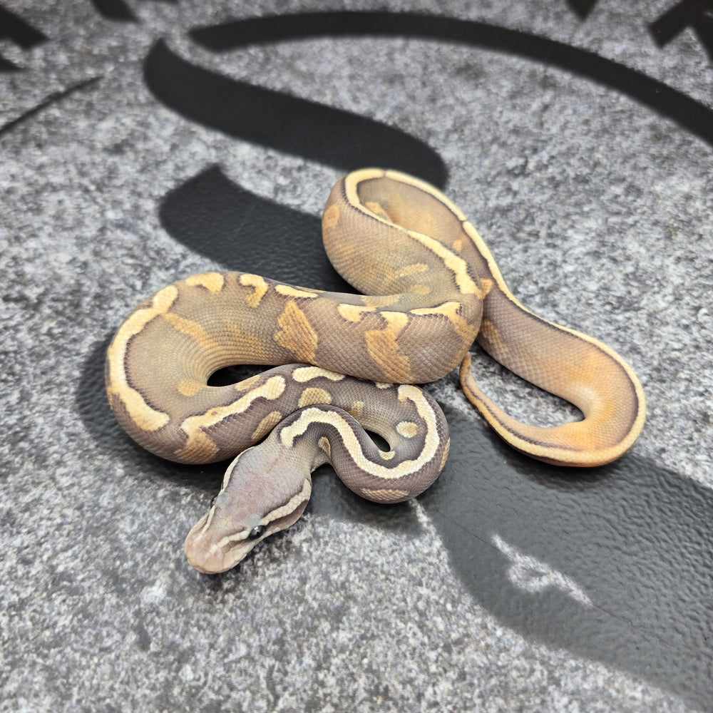 26 GHI Enchi Chocolate Butter Hypo 50% het Pied male