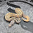 26 GHI Enchi Chocolate Butter Hypo 50% het Pied male