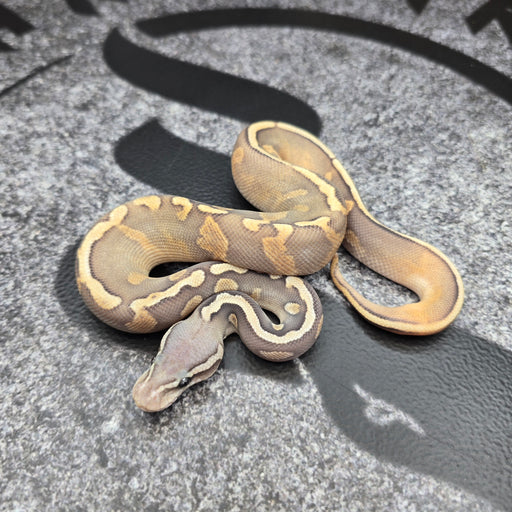 26 GHI Enchi Chocolate Butter Hypo 50% het Pied male