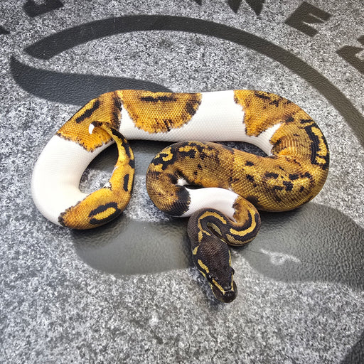 24 BH (pos YB) Pied female