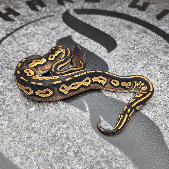 26 Super BH het Paint pos OD Special female F4