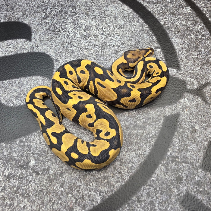 26 Vanilla Leopard DG het Hypo female