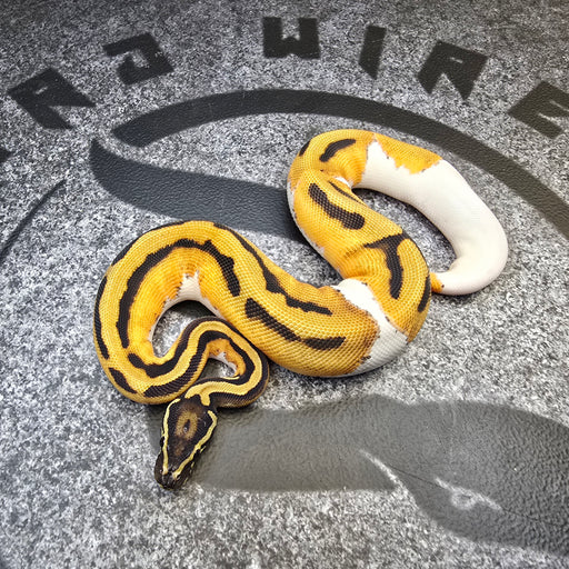 24 OD Arroyo Pied het Hypo female