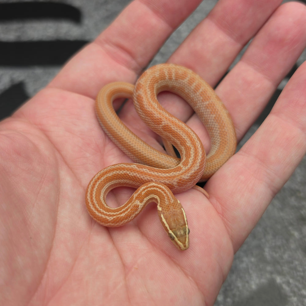 26 Tpos het Hypo male MC21